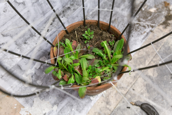 DING A DING DANG MY DANG A LONG LING LONG - DAN BEUDEAN | GEORGE CRINGASU | MIHAELA BUHAEV